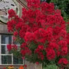 Miss Frances Red Crape Myrtle - 3 Gallon Pot