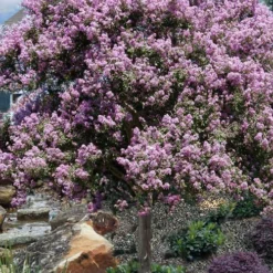 Muskogee Lavender Crape Myrtle Tree (Single Trunk) - 5 Gallon Pot