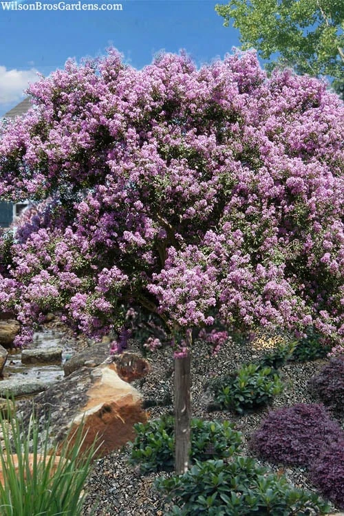 Muskogee Lavender Crape Myrtle Tree (Single Trunk) - 5 Gallon Pot 1 Muskogee Lavender Crape Myrtle Tree (Single Trunk) - 5 Gallon Pot