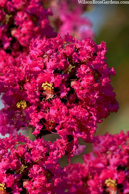 Princess Kylie Dwarf Crape Myrtle - 3 Gallon Pot 1 Princess Kylie Dwarf Crape Myrtle - 3 Gallon Pot