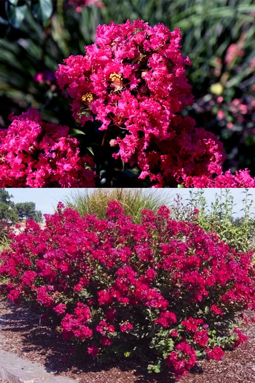 Princess Kylie Dwarf Crape Myrtle - 3 Gallon Pot 4 Princess Kylie Dwarf Crape Myrtle - 3 Gallon Pot - Image 4