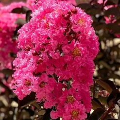 Twilight Magic Crape Myrtle - 3 Gallon Pot