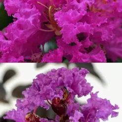 Twilight Purple Crape Myrtle - 1 Gallon Pot 12 Twilight Purple Crape Myrtle - 1 Gallon Pot -Green Garden Outdoor Shop crape myrtle twilight purple 22 5
