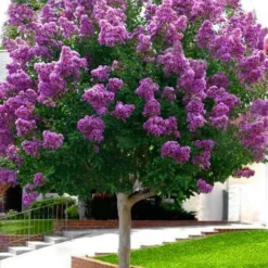 Twilight Purple Crape Myrtle (Single Trunk Tree) - 3 Gallon Pot