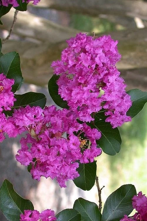 Zuni Purple Crape Myrtle - 6 Pack 1 Gallon Pots 1 Zuni Purple Crape Myrtle - 6 Pack 1 Gallon Pots