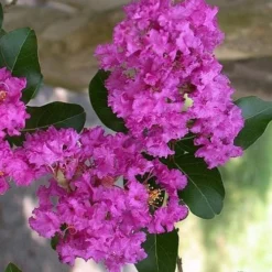 Zuni Purple Crape Myrtle - 1 Gallon Pot