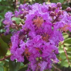 Early Bird Purple Crape Myrtle - 2 Gallon Pot -Green Garden Outdoor Shop crapemyrtleearlybirdpurple