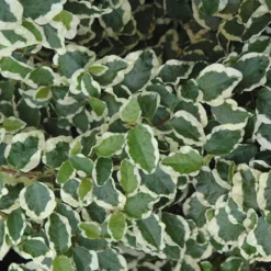 Variegated Creeping Fig (Ficus Pumila 'Variegata') - 10 Pack Of 4" Pint Pots -Green Garden Outdoor Shop creeping fig ficus pumila variegata 50