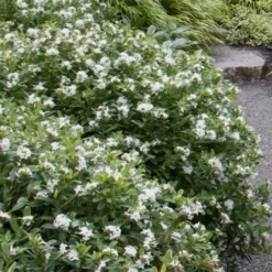 Jim's Pride White Summer Daphne - Daphne X Transatlantica - 3 Gallon Pot 10 Jim's Pride White Summer Daphne - Daphne X Transatlantica - 3 Gallon Pot -Green Garden Outdoor Shop daphne jims pride 1