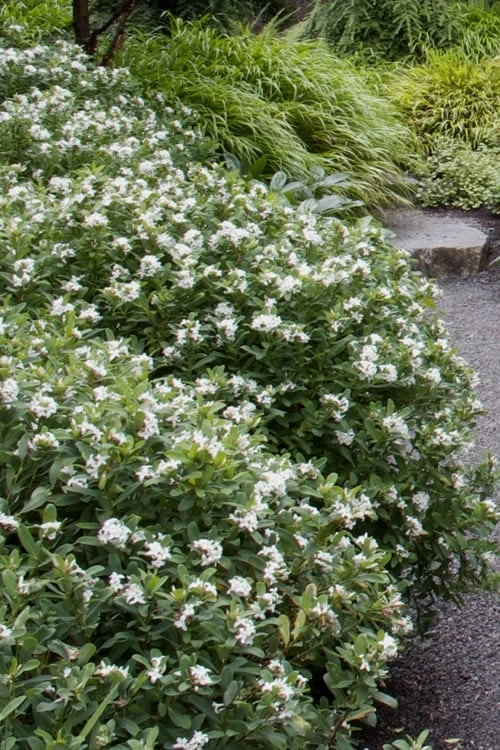 Jim's Pride White Summer Daphne - Daphne X Transatlantica - 3 Gallon Pot 5 Jim's Pride White Summer Daphne - Daphne X Transatlantica - 3 Gallon Pot - Image 5