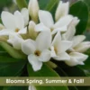 Jim's Pride White Summer Daphne - Daphne X Transatlantica - 3 Gallon Pot