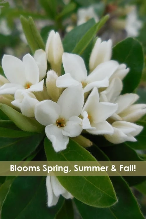 Jim's Pride White Summer Daphne - Daphne X Transatlantica - 3 Gallon Pot 1 Jim's Pride White Summer Daphne - Daphne X Transatlantica - 3 Gallon Pot