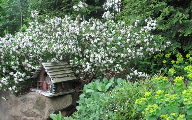 Jim's Pride White Summer Daphne - Daphne X Transatlantica - 3 Gallon Pot 4 Jim's Pride White Summer Daphne - Daphne X Transatlantica - 3 Gallon Pot - Image 4