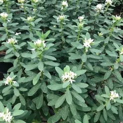 Jim's Pride White Summer Daphne - Daphne X Transatlantica - 3 Gallon Pot 11 Jim's Pride White Summer Daphne - Daphne X Transatlantica - 3 Gallon Pot -Green Garden Outdoor Shop daphne jims pride 7