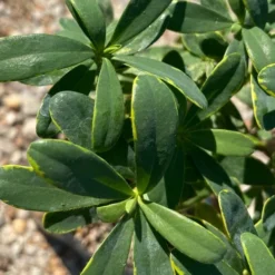 Splash Variegated Summer Daphne - 1 Gallon Pot -Green Garden Outdoor Shop daphne splash summer daphne 1