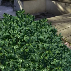 Splash Variegated Summer Daphne - 1 Gallon Pot -Green Garden Outdoor Shop daphne splash variegated summer daphne 6