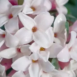 Splash Variegated Summer Daphne - 1 Gallon Pot -Green Garden Outdoor Shop daphne splash variegated summer daphne 7