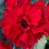 Fire Star Dianthus (Carnation) - 1 Gallon Pot