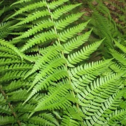 Dixie Wood Fern - Dryopteris Australis - 1 Gallon Pot -Green Garden Outdoor Shop dryopteris australis dixie wood fern 10