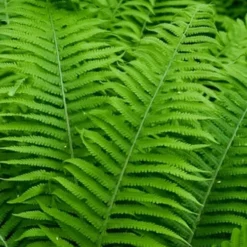 Dixie Wood Fern - Dryopteris Australis - 1 Gallon Pot -Green Garden Outdoor Shop dryopteris australis dixie wood fern 12