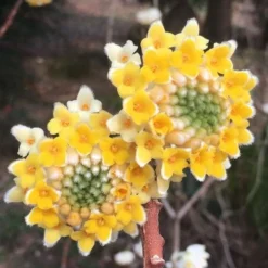Edgeworthia Chrysantha Paper Bush - 7 Gallon Pot 17 Edgeworthia Chrysantha Paper Bush - 7 Gallon Pot -Green Garden Outdoor Shop edgeworthia chrysantha 202