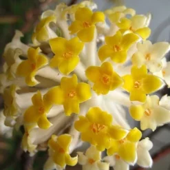 Snow Cream Edgeworthia Paper Bush - 3 Gallon -Green Garden Outdoor Shop edgeworthia snow cream 10