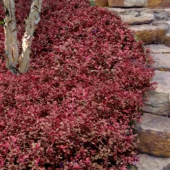Purple Wintercreeper - Euonymus Fortunei Coloratus - 18 Count Flat Of Pint Pots