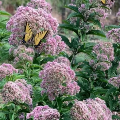 Queen Of The Prairie Hollow Stem Joe Pye Weed - 8 Pack Of 1 Gallon Pots -Green Garden Outdoor Shop eupatoriadelphus fistulosa joe pye weed 5