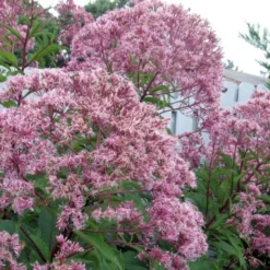 Queen Of The Prairie Hollow Stem Joe Pye Weed - 8 Pack Of 1 Gallon Pots -Green Garden Outdoor Shop eupatoriadelphus fistulosa joe pye weed 8