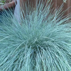 Beyond Blue Festuca (Fescue) - 1 Gallon Pot -Green Garden Outdoor Shop festuca beyond blue fescue 100