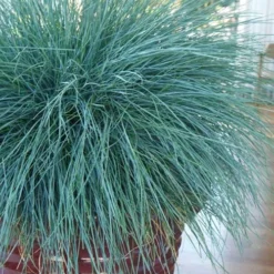 Beyond Blue Festuca (Fescue) - 1 Gallon Pot -Green Garden Outdoor Shop festuca beyond blue fescue 101