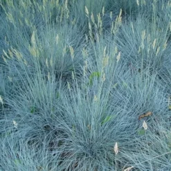 Beyond Blue Festuca (Fescue) - 1 Gallon Pot -Green Garden Outdoor Shop festuca beyond blue fescue 102