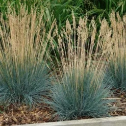 Beyond Blue Festuca (Fescue) - 3 Pack Of Quart Pots -Green Garden Outdoor Shop festuca20beyond20blue