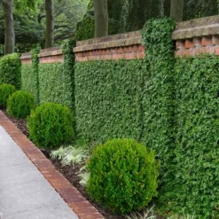 Creeping Fig (Ficus Pumila) - 10 Pack Of Pint Pots -Green Garden Outdoor Shop ficus pumila green creeping fig 100 1