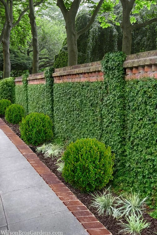 Creeping Fig (Ficus Pumila) - 5 Pack Of Quart Pots 5 Creeping Fig (Ficus Pumila) - 5 Pack Of Quart Pots - Image 5