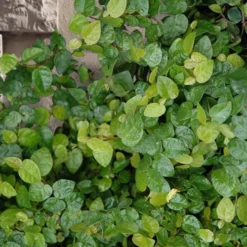 Creeping Fig (Ficus Pumila) - 5 Pack Of Quart Pots 24 Creeping Fig (Ficus Pumila) - 5 Pack Of Quart Pots -Green Garden Outdoor Shop ficus pumila green creeping fig 103