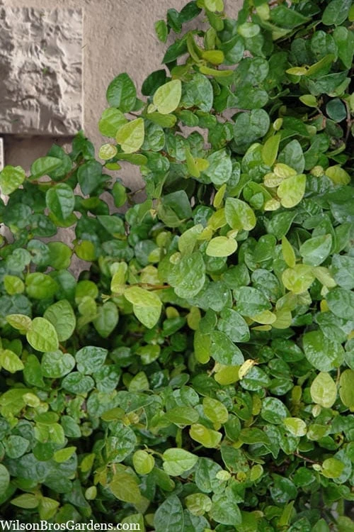 Creeping Fig (Ficus Pumila) - 5 Pack Of Quart Pots 12 Creeping Fig (Ficus Pumila) - 5 Pack Of Quart Pots - Image 12