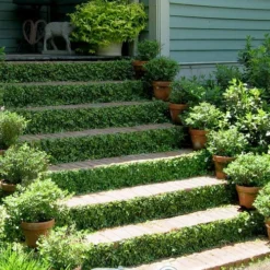 Creeping Fig (Ficus Pumila) - 5 Pack Of Quart Pots 20 Creeping Fig (Ficus Pumila) - 5 Pack Of Quart Pots -Green Garden Outdoor Shop ficus pumila green creeping fig 105