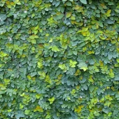 Creeping Fig (Ficus Pumila) - 5 Pack Of Quart Pots 25 Creeping Fig (Ficus Pumila) - 5 Pack Of Quart Pots -Green Garden Outdoor Shop ficus pumila green creeping fig 106