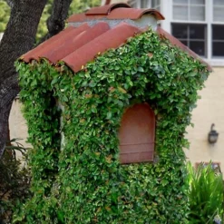 Creeping Fig (Ficus Pumila) - 5 Pack Of Quart Pots 21 Creeping Fig (Ficus Pumila) - 5 Pack Of Quart Pots -Green Garden Outdoor Shop ficus pumila green creeping fig 107