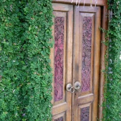 Creeping Fig (Ficus Pumila) - 5 Pack Of Quart Pots 18 Creeping Fig (Ficus Pumila) - 5 Pack Of Quart Pots -Green Garden Outdoor Shop ficus pumila green creeping fig 108