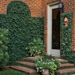 Creeping Fig (Ficus Pumila) - 10 Pack Of Pint Pots -Green Garden Outdoor Shop ficus pumila green creeping fig 109 1