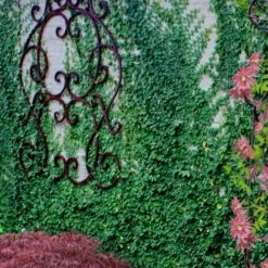 Creeping Fig (Ficus Pumila) - 10 Pack Of Pint Pots -Green Garden Outdoor Shop ficus pumila green creeping fig 112 1