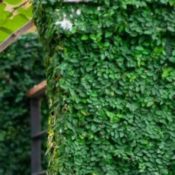 Creeping Fig (Ficus Pumila) - 10 Pack Of Pint Pots -Green Garden Outdoor Shop ficus pumila green creeping fig 113 1