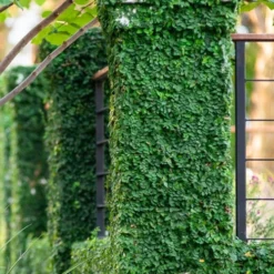 Creeping Fig (Ficus Pumila) - 5 Pack Of Quart Pots