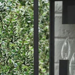 Variegated Creeping Fig - Ficus Pumila 'Variegata' - 5 Pack Of Pint Pots -Green Garden Outdoor Shop ficus pumila variegata creeping fig 101 1