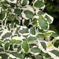 Variegated Creeping Fig - Ficus Pumila 'Variegata' - 5 Pack Of Pint Pots