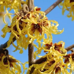 Arnold Promise Witch Hazel - 3 Gallon Pot -Green Garden Outdoor Shop hamamelis intermedia arnolds promise witch hazel 1