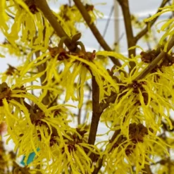 Arnold Promise Witch Hazel - 3 Gallon Pot -Green Garden Outdoor Shop hamamelis intermedia arnolds promise witch hazel 2