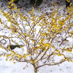 Arnold Promise Witch Hazel - 3 Gallon Pot -Green Garden Outdoor Shop hamamelis intermedia arnolds promise witch hazel 5